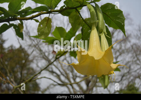 Vine with blooming yellow angel's trumpet flower blossoms. Stock Photo