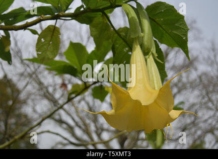 Very pretty yellow angel's trumpet flowers blooming on a vine. Stock Photo