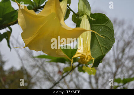 Gorgeous yellow angel's trumpet flower blossom up close. Stock Photo