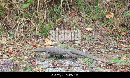 KEDAH, LANGKAWI, MALAYSIA - APR 11th, 2015: Closeup of monitor lizard - Varanus in the jungle Stock Photo