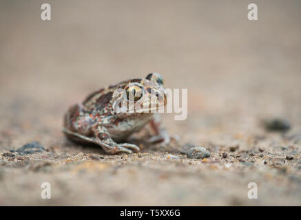 Common Spadefoot toad, Pelobates fuscus,heading for breeding pond, Bulgaria in the spring. Stock Photo
