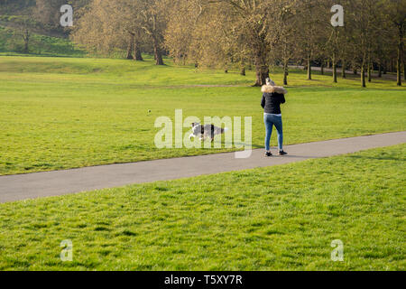 Woman playing fetch the ball with her border collie dog in the park. Stock Photo