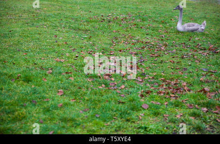 One grey swan laying on a grass Stock Photo