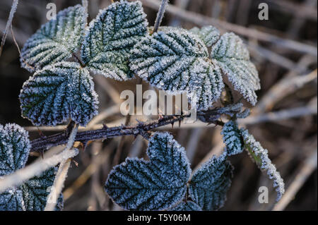 Close up image of a group of blackberry leafs illuminated by dawn light covered with morning frost reveals bautifuls details in small ice crystals Stock Photo