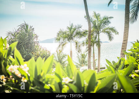 Palm Tree. Beautiful thickets of trees and bushes on the beach. Stock Photo