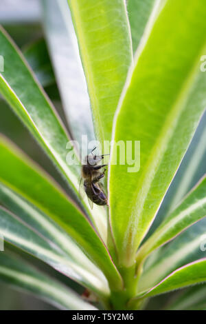 Honeybee feeding on sap from Euphorbia mellifera leaves. Stock Photo