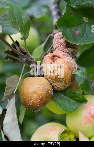 Monilinia. Brown rot on apples in an English Orchard. Stock Photo