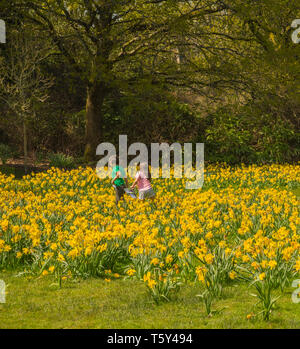 Two young kids enjoying a walk through a field of yellow daffodils springtime England UK Stock Photo
