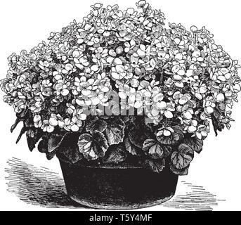 The flowers have grown in dense quantity. The leaves are small and the flowers have four petals. Begonia Gloire de Lorraine it has grown in pots, vint Stock Vector