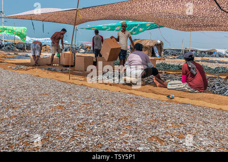 In the heat of of the afternoon men and  women prepare dried fish for market on Negombo beach in the west of Sri Lanka. Working in temperatures in the Stock Photo
