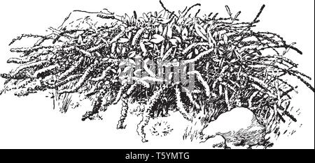 Beet Root is known as beet. Beetroot and beet juice are good sources of various nutrients, vintage line drawing or engraving illustration. Stock Vector