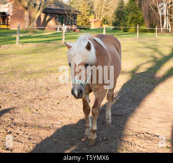 Beautiful brown colored Icelandic horse with white mane, standing on a paddock in Germany in evening sunlight looking into the camera, front portrait Stock Photo