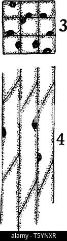 A picture showing the development stage of Bast fiber. 3 and 4, cross-sectional and longitudinal sections of primary meristematic cells that will beco Stock Vector