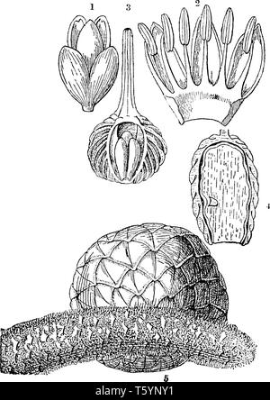 A picture of various parts of Sago palm tree which shows a flower, a section of an ovary, seed of Sagus Filaris and a fruit, vintage line drawing or e Stock Vector