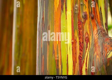 Rainbow Eucalyptus Tree, Maui, USA Stock Photo