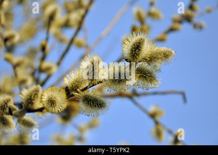 Fluffy kidney on branches in spring against bokeh yellow background. Willow catkins, early spring flower Stock Photo