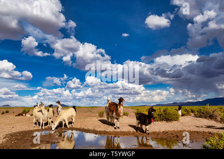 Llamas (Lama glama) Drinking Water at a Pond in the Andes Mountains. At background Cloudy Sky. Llamas are Domesticated South American Camelids Stock Photo