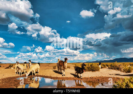 Llamas (Lama glama) Drinking Water at a Pond in the Andes Mountains. At background Cloudy Sky. Llamas are Domesticated South American Camelids Stock Photo