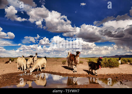 Llamas (Lama glama) Drinking Water at a Pond in the Andes Mountains. At background Cloudy Sky. Llamas are Domesticated South American Camelids Stock Photo