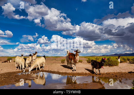 Llamas (Lama glama) Drinking Water at a Pond in the Andes Mountains. At background Cloudy Sky. Llamas are Domesticated South American Camelids Stock Photo