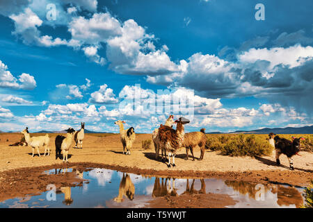 Llamas (Lama glama) Drinking Water at a Pond in the Andes Mountains. At background Cloudy Sky. Llamas are Domesticated South American Camelids Stock Photo