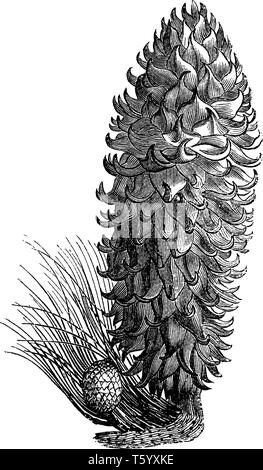 Pine cones with pine needles. Vector illustration Stock Vector Image ...