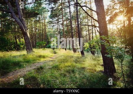 Path through sunny evergreen coniferous pine forest at sunrise. Pinewood with Scots or Scotch pine Pinus sylvestris trees growing in Pomerania, Poland Stock Photo