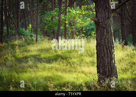 Sunny glade in evergreen coniferous pine forest at sunrise. Pinewood with Scots or Scotch pine Pinus sylvestris trees growing in Pomerania, Poland. Stock Photo