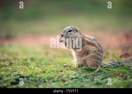 An African Ground Squirrel (Xerus Sciuridae) sitting in an upright position and nibbling on grass, South Africa Stock Photo