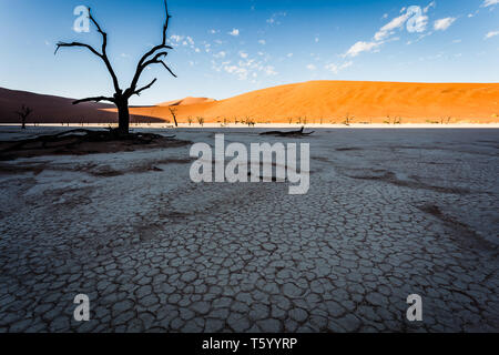 Stark, barren, sand dunes surround a dead tree forest in the middle of old oasis with a pattern of cracked, dried, salt flats and mud desert landscape Stock Photo