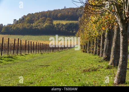 Organised rows of vineyards showing their beautiful autumn colours located near the North Downs in the Surrey Hills in south east England Stock Photo