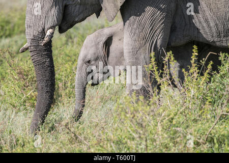 Elephant calf by Mom, Tanzania Stock Photo