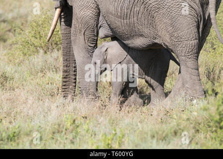 Elephant calf by Mom, Tanzania Stock Photo