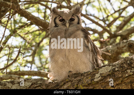Young Verreaux's eagle owl, Tanzania Stock Photo