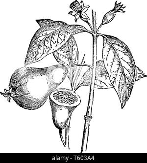 guava tree clipart black and white  Clip Art Library