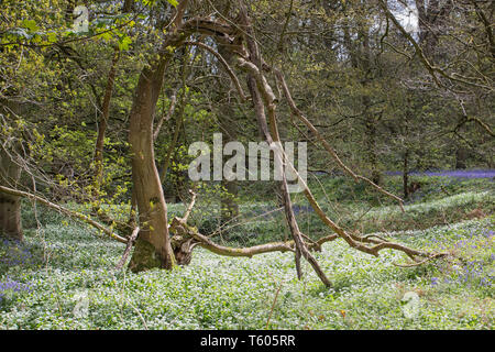 Wild garlic in bloom in woodland setting Stock Photo