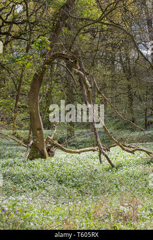 Wild garlic in bloom in woodland setting Stock Photo