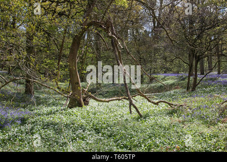 Wild garlic in bloom in woodland setting Stock Photo