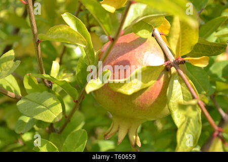 Close-up view to one green red pomegranate fruit brightly illuminated by the sunshine in the middle of leaves and branches. Stock Photo