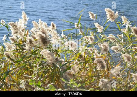 Close-up view to beautiful common reed plants bush at lakefront  brightly illuminated with sunlight in backlit and on blue rippled water background. Stock Photo