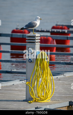 The arrival of the seagulls is a spring sign. Stock Photo