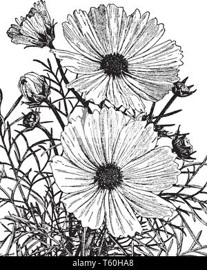 Cosmos flower drawing illustration. Black and white with line art Stock ...