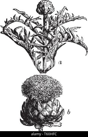 The artichoke is a perennial vegetable. There are more than 140 artichoke varieties but less than 40 are grown commercially, vintage line drawing or e Stock Vector