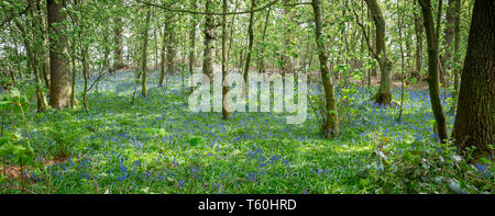 Panoramic view beautiful display of spring bluebells (Hyacinthoides non-scripta) in UK woodland in dappled sunlight. Natural bluebell flowers, England. Stock Photo