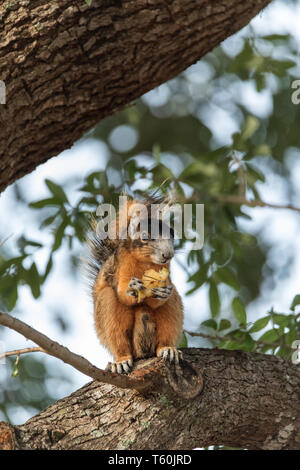 Southern fox squirrel Sciurus niger perches in a tree to snack on fruit from a tree in Naples, Florida Stock Photo