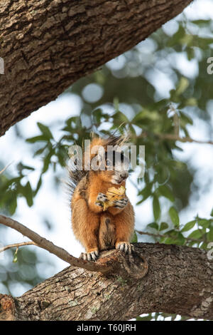 Southern fox squirrel Sciurus niger perches in a tree to snack on fruit from a tree in Naples, Florida Stock Photo