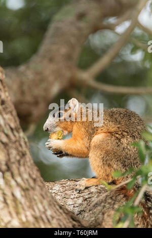Southern fox squirrel Sciurus niger perches in a tree to snack on fruit from a tree in Naples, Florida Stock Photo