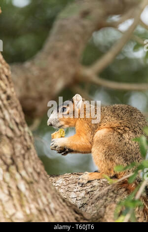 Southern fox squirrel Sciurus niger perches in a tree to snack on fruit from a tree in Naples, Florida Stock Photo