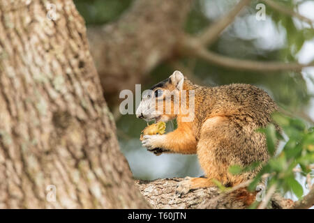 Southern fox squirrel Sciurus niger perches in a tree to snack on fruit from a tree in Naples, Florida Stock Photo