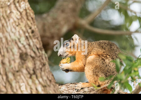 Southern fox squirrel Sciurus niger perches in a tree to snack on fruit from a tree in Naples, Florida Stock Photo